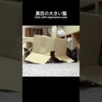 黒目の大きい猫🐱 – Cats with expressive eyes – #shorts #保護猫