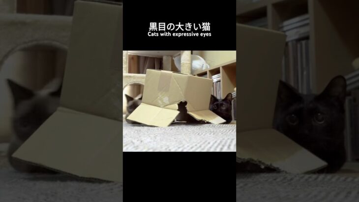 黒目の大きい猫🐱 – Cats with expressive eyes – #shorts #保護猫