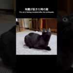 地震が起きた時の猫🐱 – The cat is feeling unsettled after the earthquake – #shorts #japanesecat
