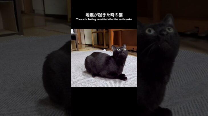 地震が起きた時の猫🐱 – The cat is feeling unsettled after the earthquake – #shorts #japanesecat