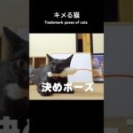 キメる猫🐱 – Trademark poses of cats – #shorts #cat