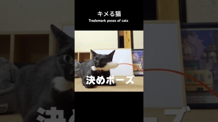 キメる猫🐱 – Trademark poses of cats – #shorts #cat