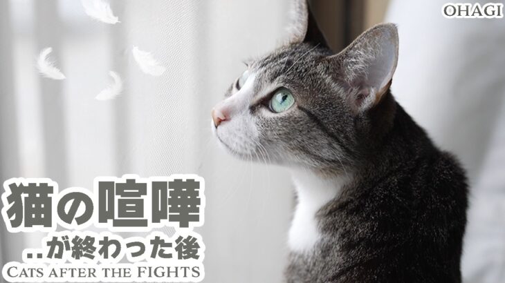 猫の喧嘩が終わった後