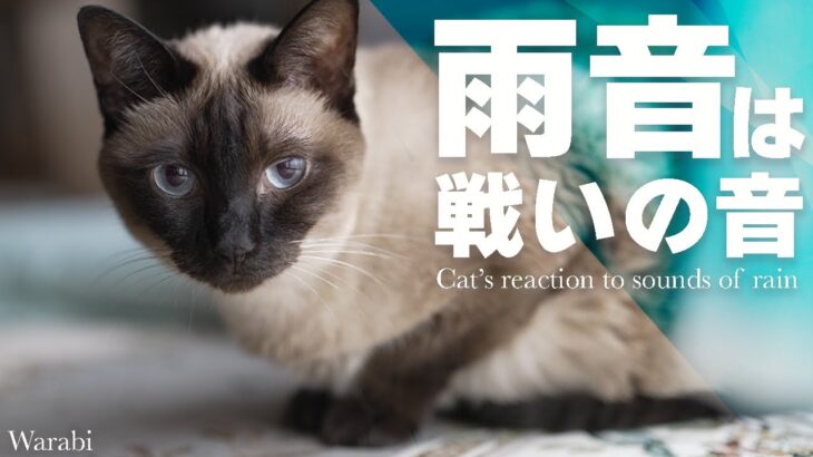 猫にとっては雨音は戦いの音