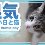 湿気の多い日と猫