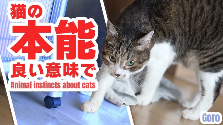 猫の本能は良い意味で