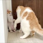 保護した子猫とはな坊が初めて対面したらまさかのとんでもない展開になりました…