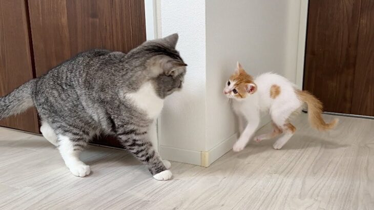 保護した子猫ともち様がついに初めて対面したらまさかのこうなっちゃいました…