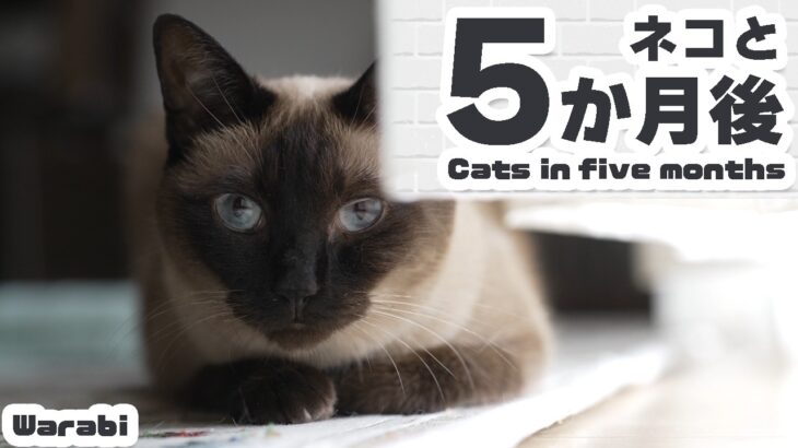 猫と５か月後