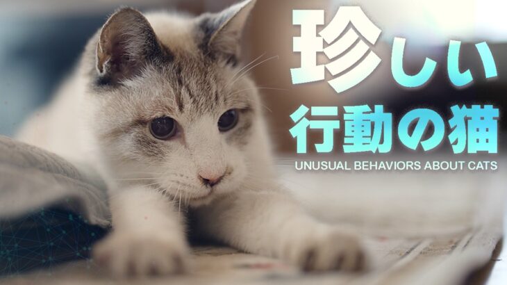 猫の珍しい行動
