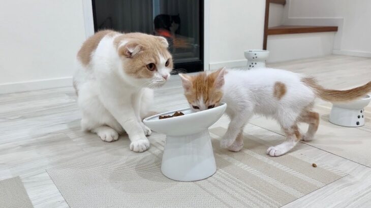 新入り子猫にごはんを横取りされた先輩猫がこうなっちゃいました…