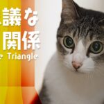 猫の不思議な関係性