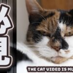 猫のレアシーンは必見