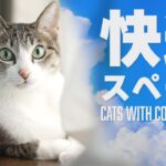 猫の快適スペースとは