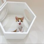 初めてキャットウォークに登ったら降りられなくなった子猫がこうなっちゃいました…