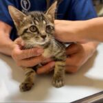 生まれて初めてのワクチン注射をしようとしたら子猫が怖くてこうなっちゃいました…