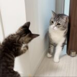 保護した子猫ともち様が初対面したら予想外のとんでもない展開になっちゃいました…