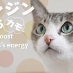 猫エンジンをかけるカモ