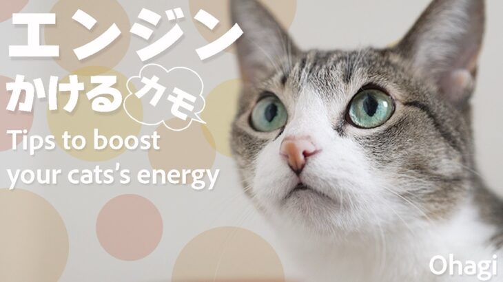 猫エンジンをかけるカモ