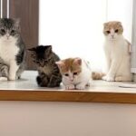 初めての階段が怖くて降りられない子猫と見守ってる先輩猫たちがかわいすぎました…