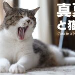 真夏日と猫の変