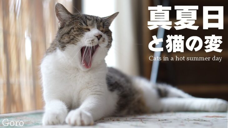 真夏日と猫の変