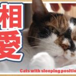 夏の寝相と強い愛と猫