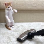 生まれて初めての掃除機にビビった子猫がおしっこを漏らしてこうなっちゃいました…