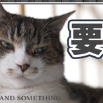 猫の要求を満たすにはコレ！
