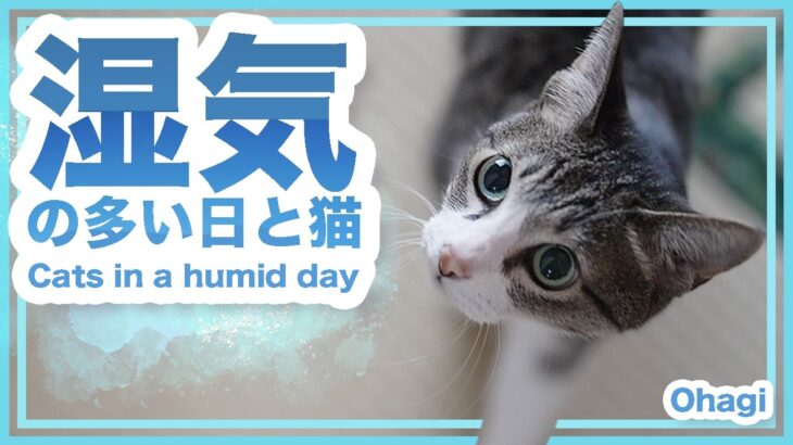 湿気の多い日と猫