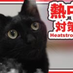 熱中症対策と猫