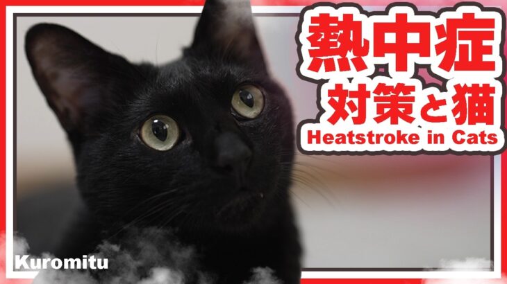 熱中症対策と猫