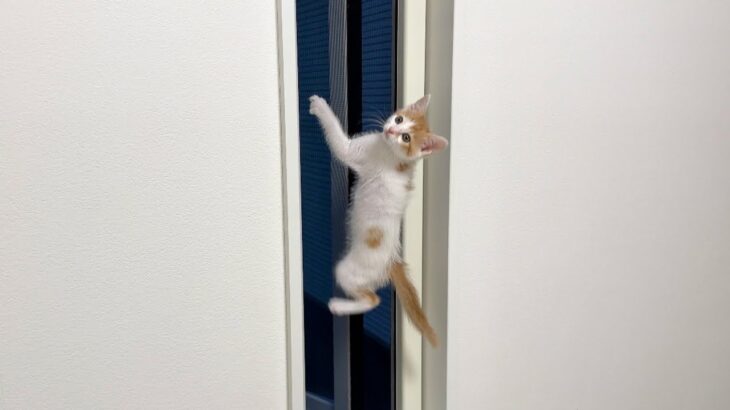 ついに網戸を登って外に脱走しようとし始めた子猫がこうなってました…汗