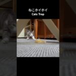 ねこホイホイ🐱 – Cats Trap – #shorts #cat