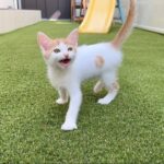 保護した子猫を初めて庭に出してみたら大喜びでこうなっちゃいました…w