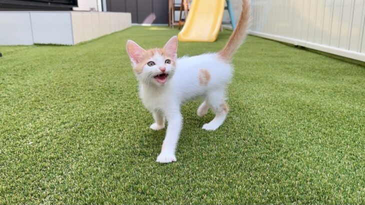 保護した子猫を初めて庭に出してみたら大喜びでこうなっちゃいました…w