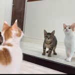 生まれて初めて鏡を見た子猫のリアクションが100点すぎましたw