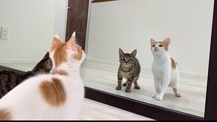 生まれて初めて鏡を見た子猫のリアクションが100点すぎましたw