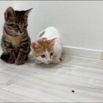 生まれて初めて家の中に虫を発見した子猫たちのリアクションが100点すぎましたw