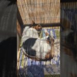 先住猫の日向ぼっこ🐱 – Cats Sunbathing – #shorts #猫