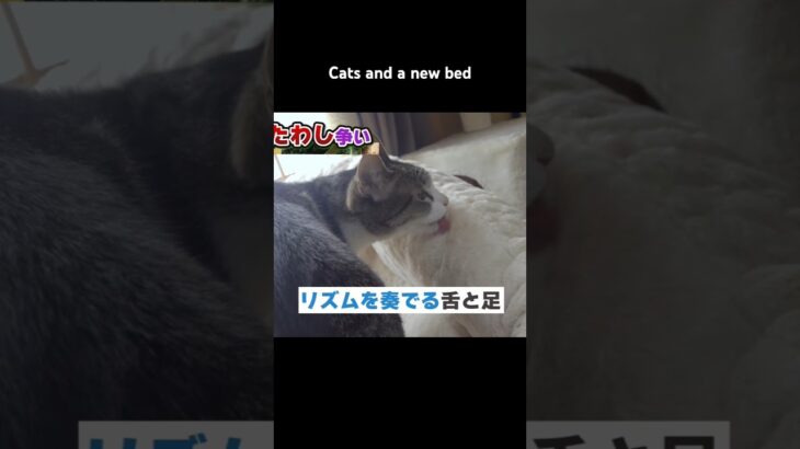 猫と新しいベッド🐱 – Cats and a new bed – #shorts #保護猫