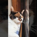 猫のコレが楽な姿勢🐱 – Cat’s in the relaxed position – #shorts #catbehavior