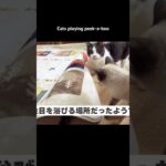 猫のかくれんぼ🐱 – Cats playing peek-a- boo – #shorts #保護猫
