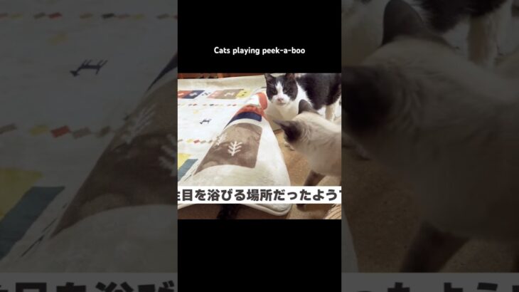 猫のかくれんぼ🐱 – Cats playing peek-a- boo – #shorts #保護猫