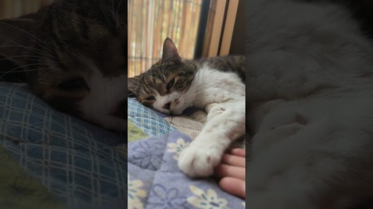 静かな猫🐱 – Cats staying still – #shorts #猫