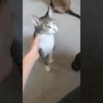 呼んだら来るイカ耳猫🐱 – Cats with flattened ears – #shorts