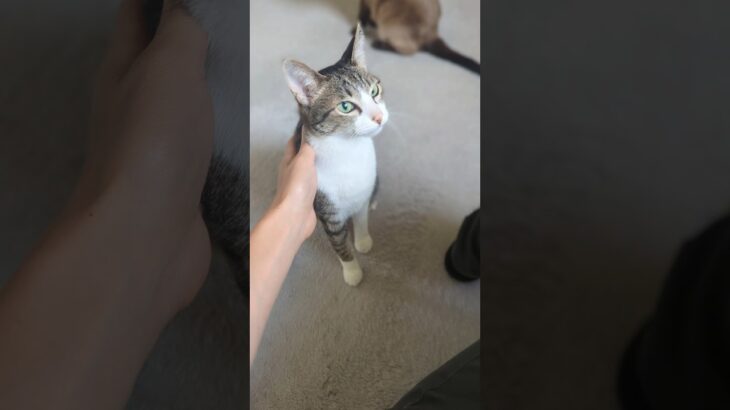 呼んだら来るイカ耳猫🐱 – Cats with flattened ears – #shorts