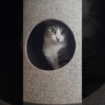 強気になった猫😼 – My cat has become more bold in a tower – #shorts #ねこ