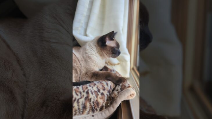 シャム猫くんくん🐱 – Sniff Sniff – #shorts #シャム猫