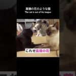 高嶺の花のような猫🐱 – The cat is out of his league – #shorts #保護猫